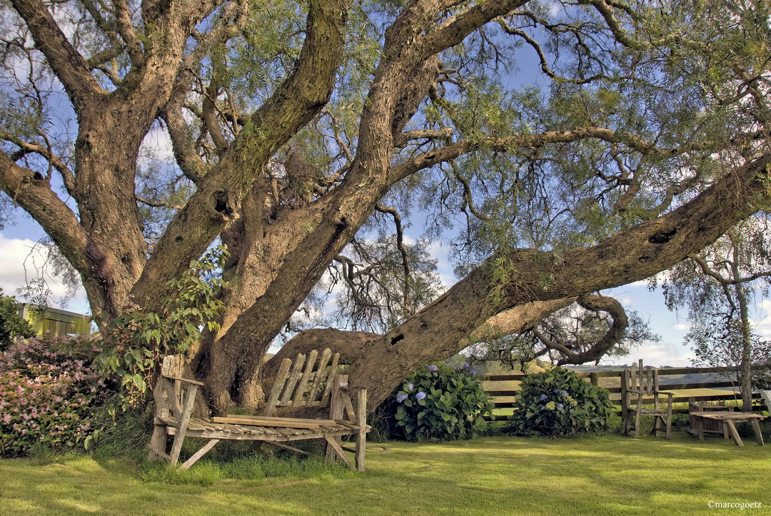 GARTEN BANK BAY OF ISLANDS NEUSEELAND 